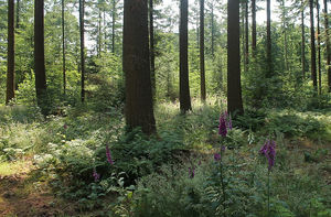 een deel van de natuurbegraafplaats Hillig Meer in Eext